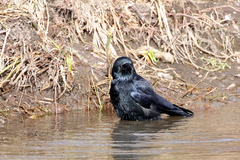 Corvus corone