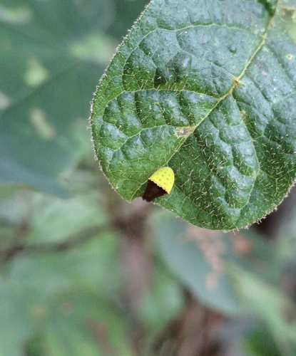 Ocrepeira albopunctata