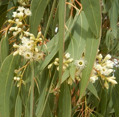 Eucalyptus fasciculosa