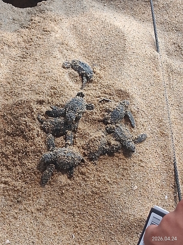 Lepidochelys olivacea