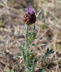 Leuzea uniflora
