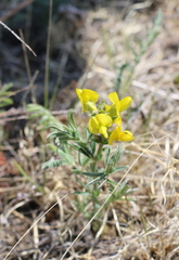 Thermopsis lanceolata