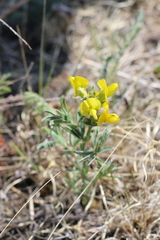 Thermopsis lanceolata