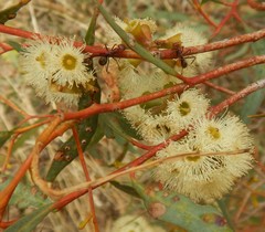 Eucalyptus odorata