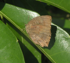 Arhopala centaurus nakula