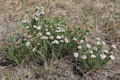 Stellera chamaejasme