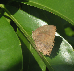Arhopala centaurus nakula