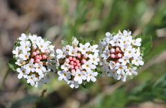 Stellera chamaejasme