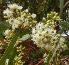 Eucalyptus fasciculosa