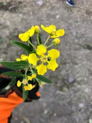 Callaeum macropterum