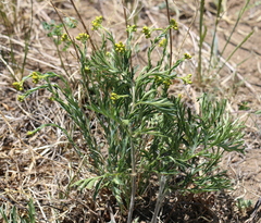 Haplophyllum dauricum