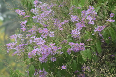 Lagerstroemia speciosa