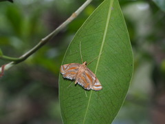 Eoophyla gibbosalis
