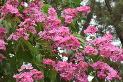 Lagerstroemia speciosa