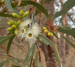 Eucalyptus odorata