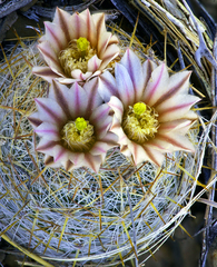 Echinomastus mariposensis