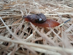 Stanisicarion freycineti