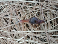 Stanisicarion freycineti