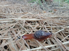 Stanisicarion freycineti