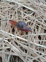 Stanisicarion freycineti