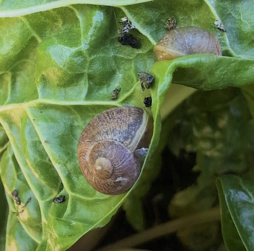 Cornu aspersum