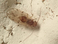 Ectopsocus briggsi