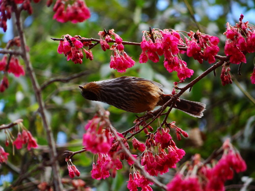Taiwan Barwing (Actinodura morrisoniana), photo 9