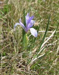 Iris lactea