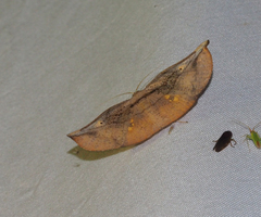 Xenomusa metallica