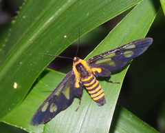 Eressa rhysoptila