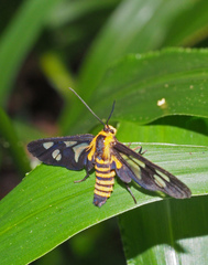 Eressa rhysoptila