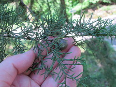 Cupressus torulosa
