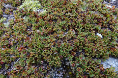 Gaultheria nubicola