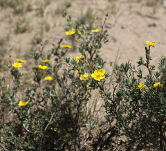 Dasiphora parvifolia