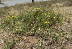 Dasiphora parvifolia