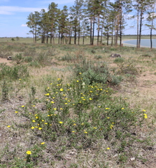 Dasiphora parvifolia