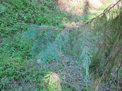 Cupressus pendula