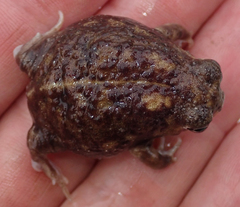 Breviceps adspersus