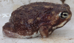 Breviceps adspersus
