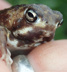 Breviceps adspersus