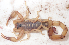 Uroplectes vittatus