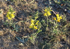 Thermopsis lanceolata