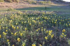 Thermopsis lanceolata