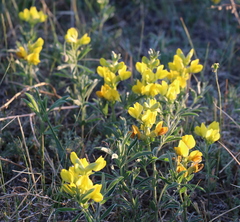 Thermopsis lanceolata