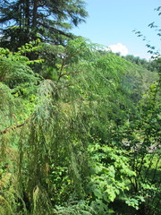 Cupressus pendula