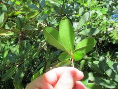 Quercus phillyreoides