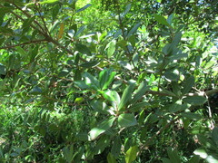 Quercus phillyreoides