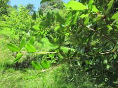Quercus phillyreoides