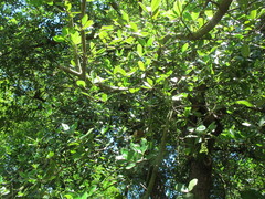 Quercus phillyreoides