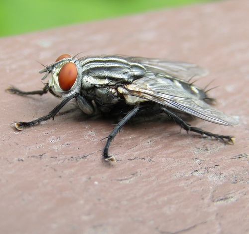 Sarcophaga nuotrauka